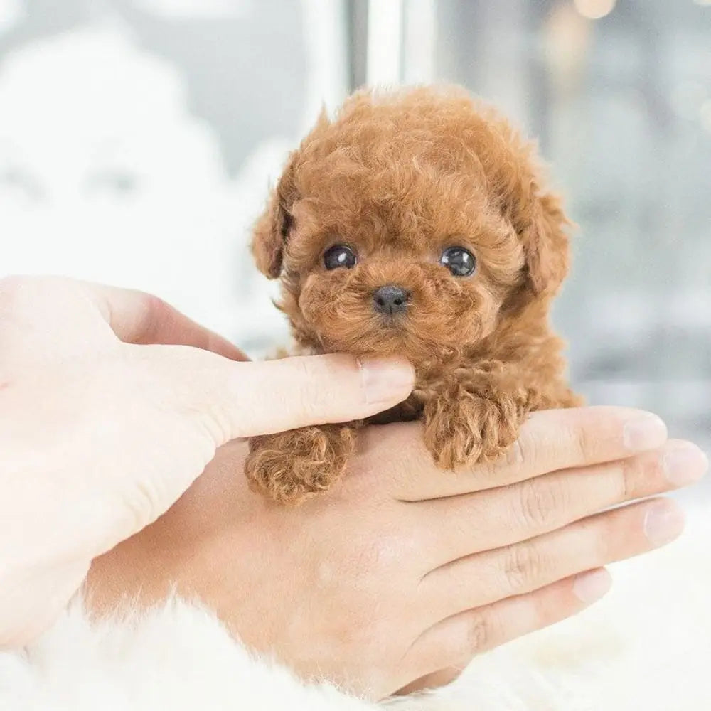 PawBuddy – The Lifelike Robotic Puppy Pal